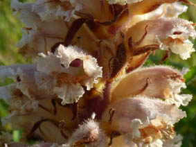 Orobanche hederae